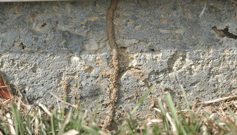 Close-up of a termite mud tube on a concrete foundation.