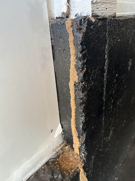 Subterranean termite mud tube on a home's concrete foundation.