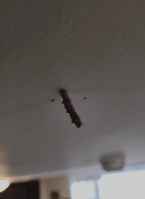 Termite mud tube hanging down from a wooden ceiling beam.