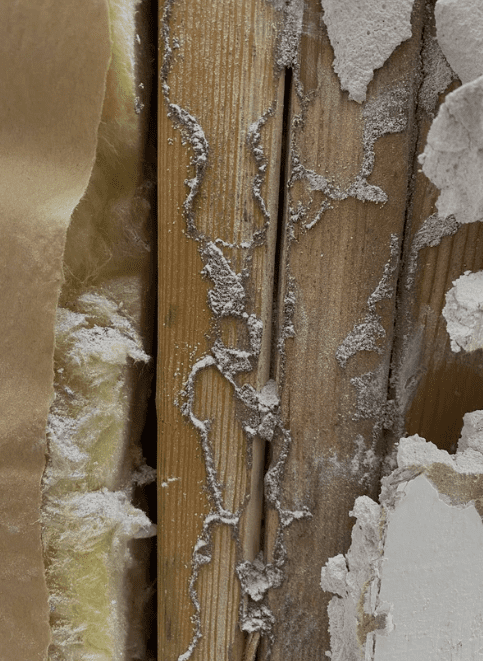 Termite mud tube running vertically up a wooden wall stud.