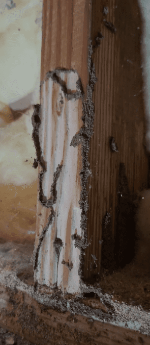 Termite mud tube on a wooden sill plate, the wood framing piece at the base of the wall.