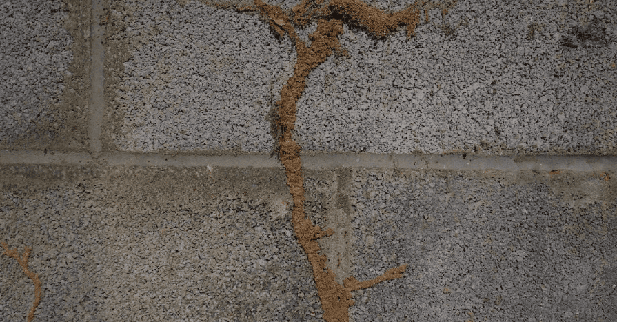 Multiple termite mud tubes on a porous cinder block wall.