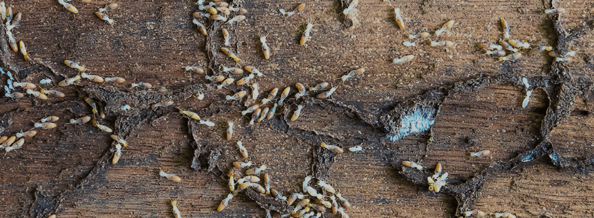 Termites visible inside a broken section of a mud tube.