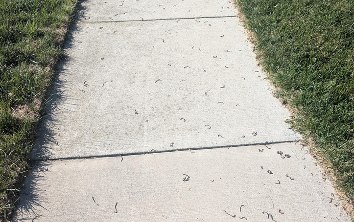 The Great Dry-Out: Why Earthworms Flee Pavement After Rain (And Can't Go Back)